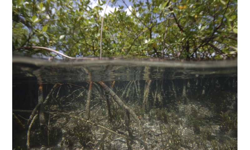 World's biggest bacterium found in Caribbean mangrove swamp