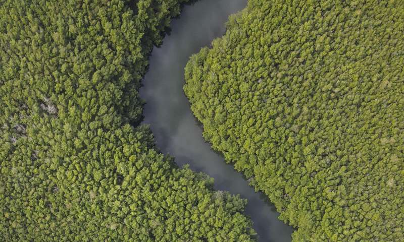 World's biggest bacterium found in Caribbean mangrove swamp