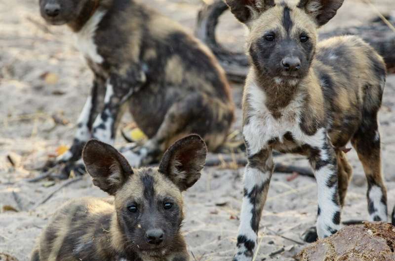 Top predators could 'trap' themselves trying to adapt to climate change, study shows