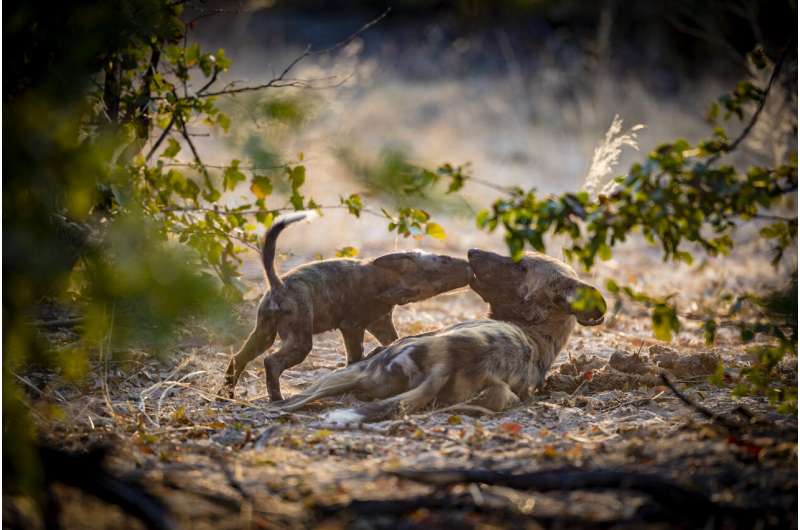 Top predators could 'trap' themselves trying to adapt to climate change, study shows