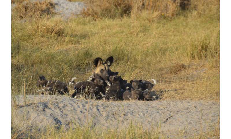 Top predators could 'trap' themselves trying to adapt to climate change, study shows