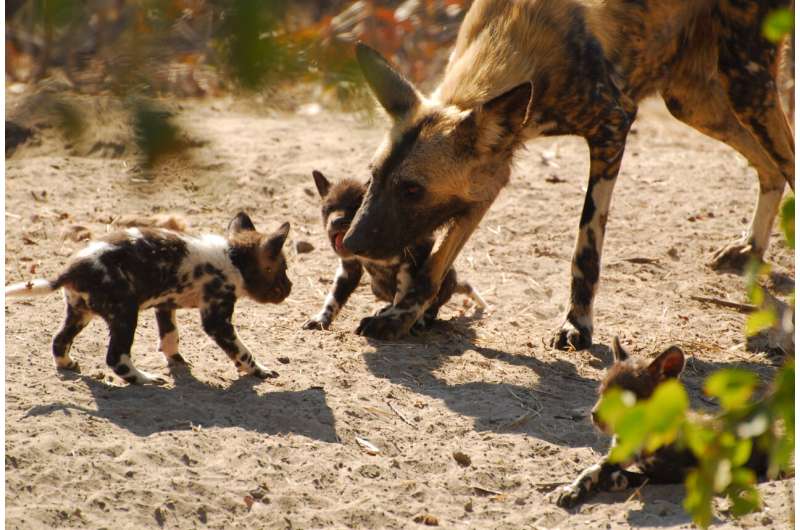 Top predators could 'trap' themselves trying to adapt to climate change, study shows