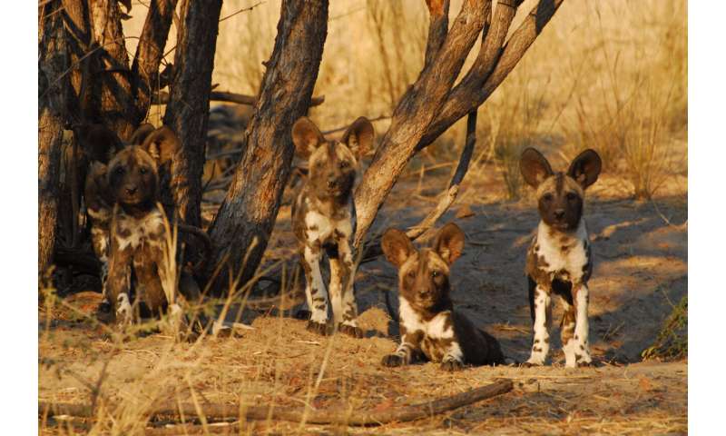 Top predators could 'trap' themselves trying to adapt to climate change, study shows