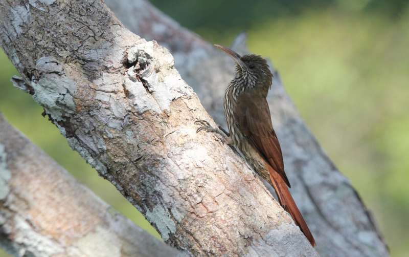 Amazon landscape change study highlights ecological harms and opportunities for action