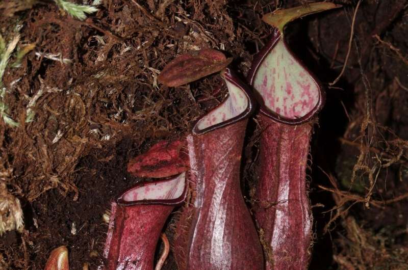 Underground carnivore: the first species of pitcher plant to dine on subterranean prey