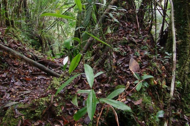 Underground carnivore: the first species of pitcher plant to dine on subterranean prey