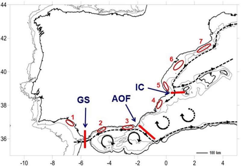 Changes in oceanographic fronts affect the gene flow among marine crab populations