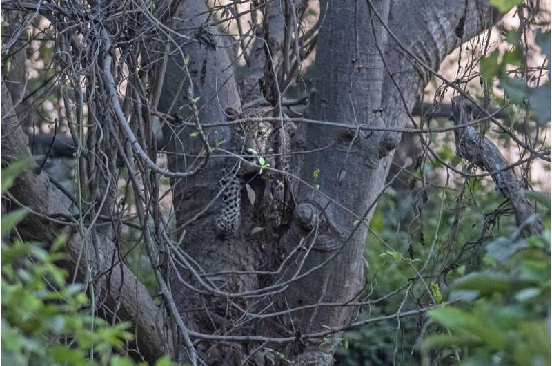 Big cats in urban jungle: LA mountain lions, Mumbai leopards