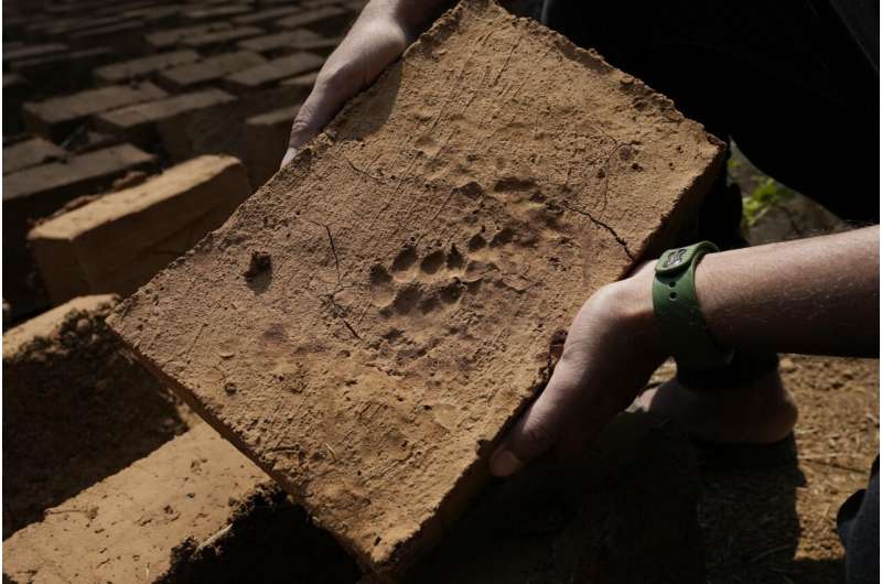 Big cats in urban jungle: LA mountain lions, Mumbai leopards