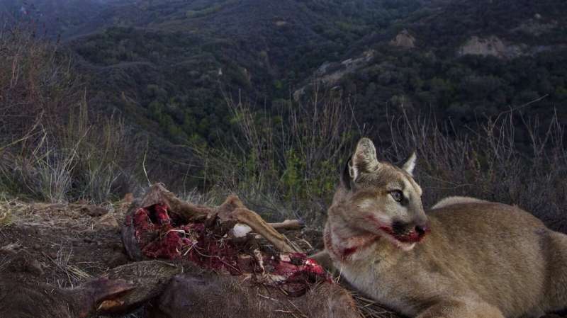 Big cats in urban jungle: LA mountain lions, Mumbai leopards