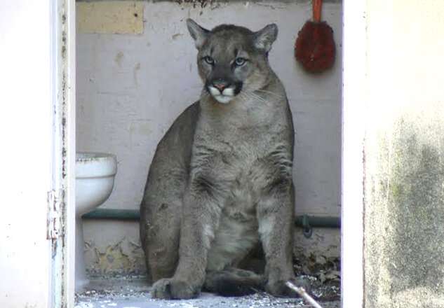 Big cats in urban jungle: LA mountain lions, Mumbai leopards