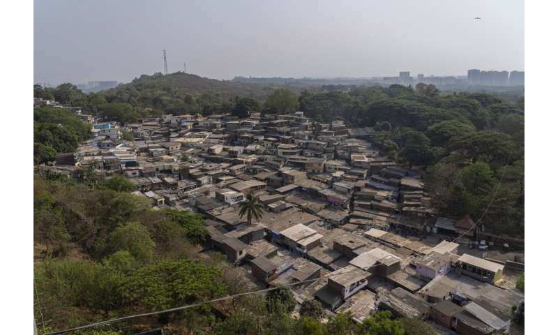 Big cats in urban jungle: LA mountain lions, Mumbai leopards