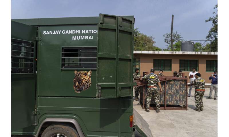 Big cats in urban jungle: LA mountain lions, Mumbai leopards