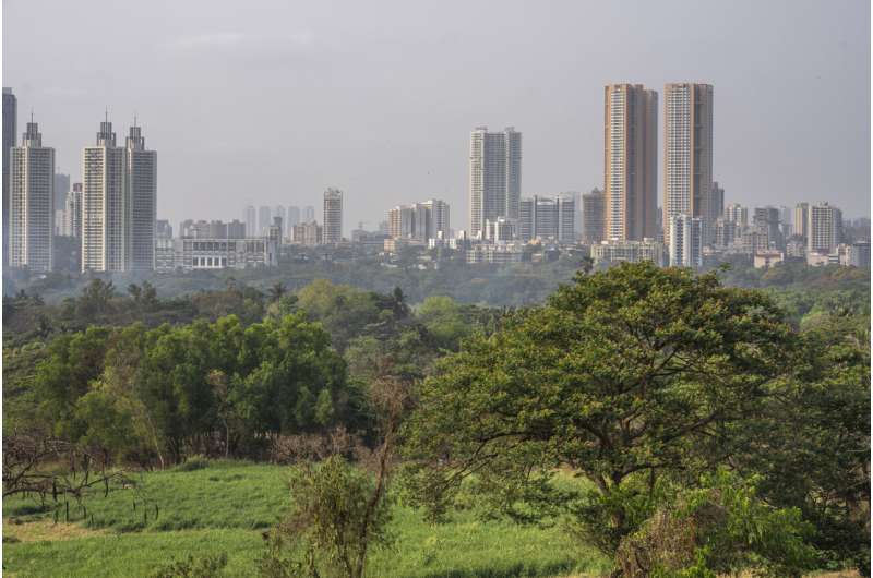 Big cats in urban jungle: LA mountain lions, Mumbai leopards