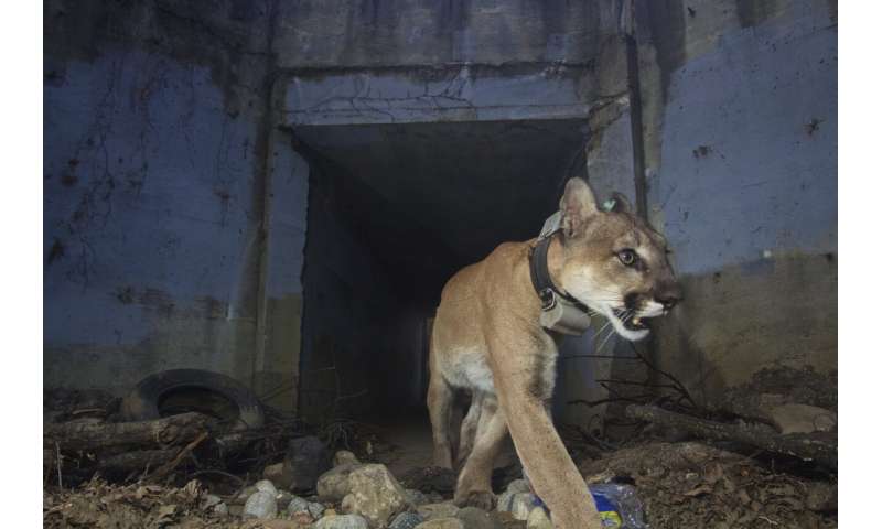 Big cats in urban jungle: LA mountain lions, Mumbai leopards