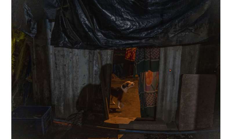 Big cats in urban jungle: LA mountain lions, Mumbai leopards