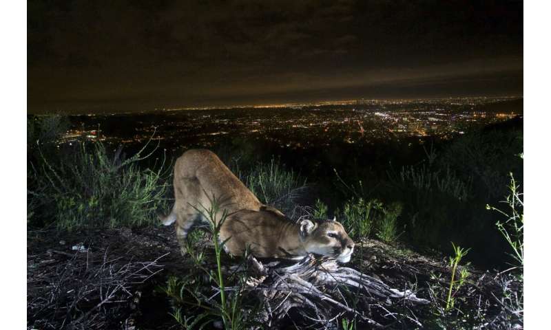 Big cats in urban jungle: LA mountain lions, Mumbai leopards