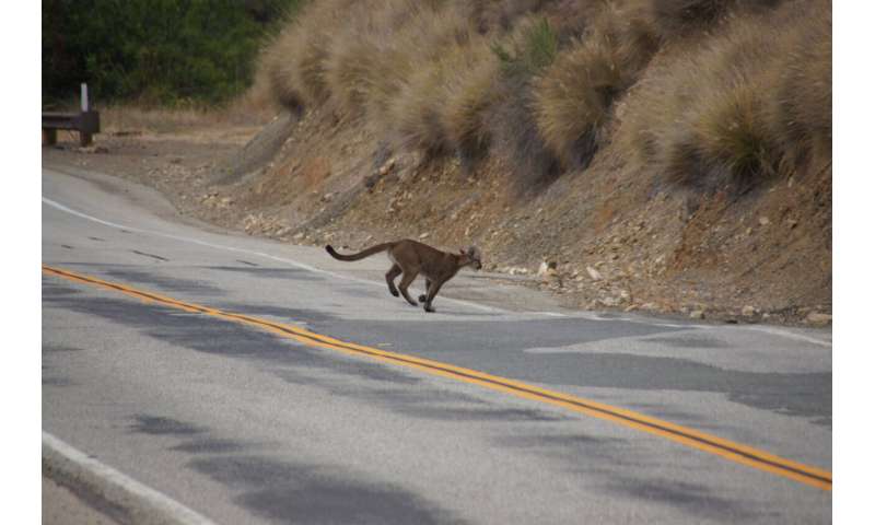 Big cats in urban jungle: LA mountain lions, Mumbai leopards