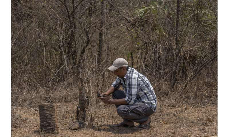 Big cats in urban jungle: LA mountain lions, Mumbai leopards