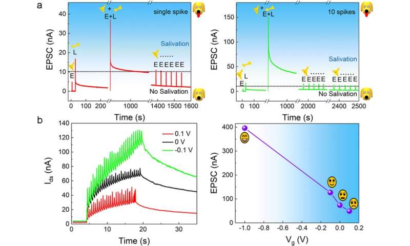 Photonic synapses with low power consumption and high sensitivity are expected to integrate sensing-memory-preprocessing capabil