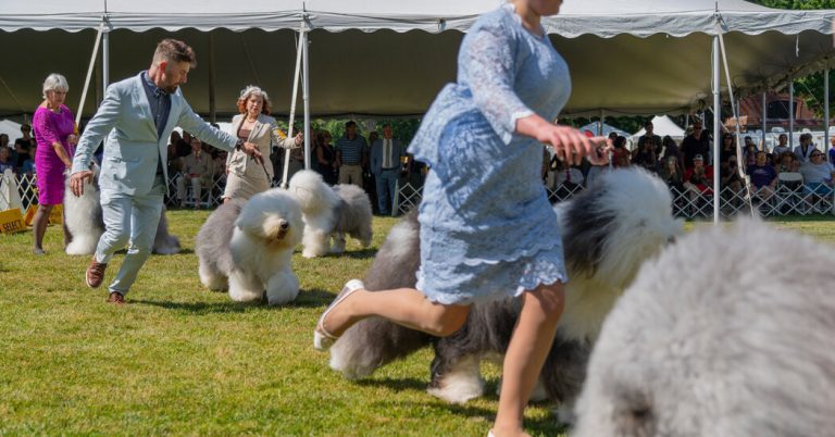 How to Watch the 2022 Westminster Dog Show