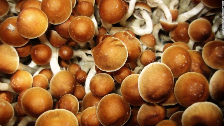 Psychedelic mushroom benefits are popping up all over