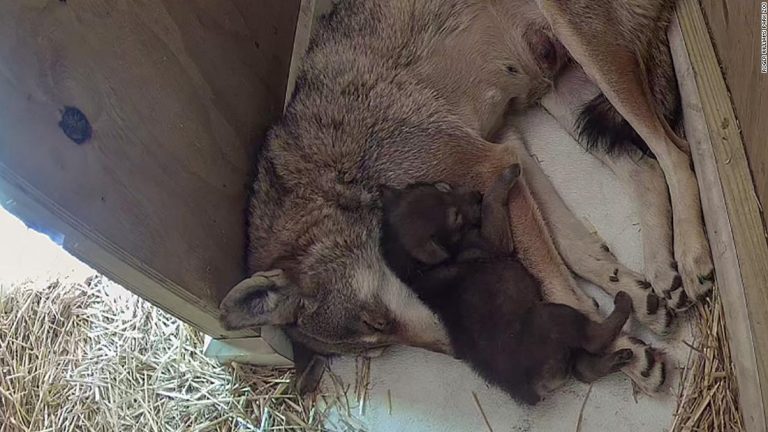 Critically endangered red wolf pup born at Rhode Island zoo