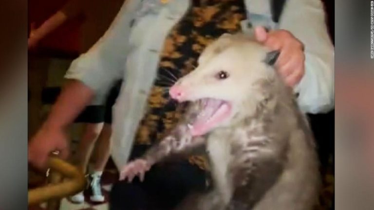 An opossum wanders into a bar … and gets tossed out