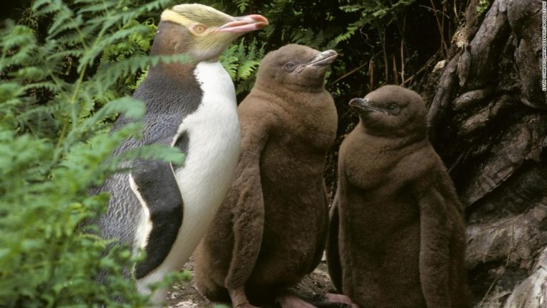 New Zealand’s rehab center for endangered penguins