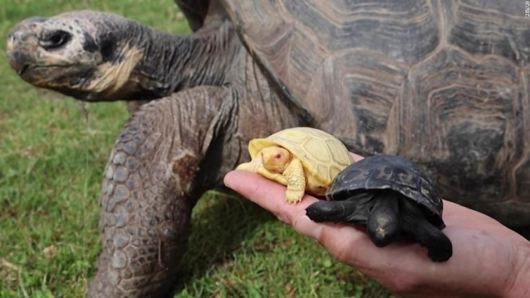 See rare albino Galapagos giant tortoise born at Swiss zoo