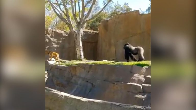 Gorillas chase unwanted guest in zoo enclosure