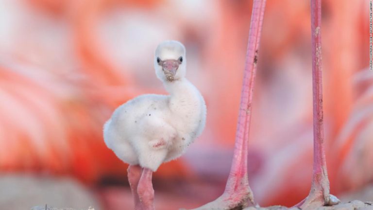 The secret life of flamingos: the conservation photographer capturing mesmerizing images of Mexico’s iconic bird