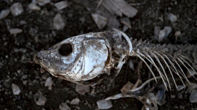 Extreme drought turned a lake into a desert. Now, all that's left are fish skeletons