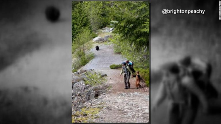 Watch: Black bear follows family for 20 minutes during hike