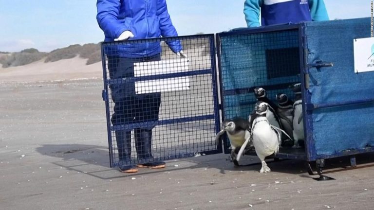 Heartwarming video shows penguins return home after being rehabbed in Argentina