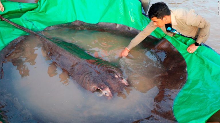 World’s biggest freshwater fish, a 660-pound stingray, caught in Cambodia