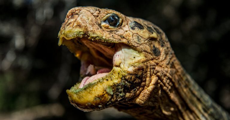 Centenarian Tortoises May Set the Standard for Anti-Aging