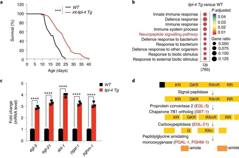 Anti-aging clues lurk in lysosomes, the recycling centers of the cell