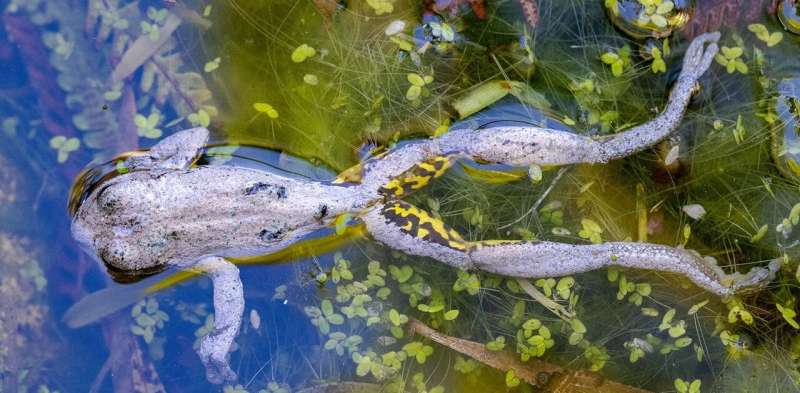 Australian frogs are dying en masse again, and we need your help to find out why