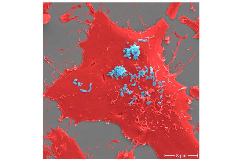 How bacteria adhere to cells: Basis for the development of a new class of antibiotics