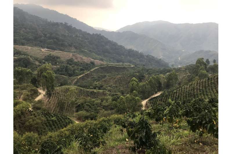 Birds win in coffee landscapes with forests and shade trees