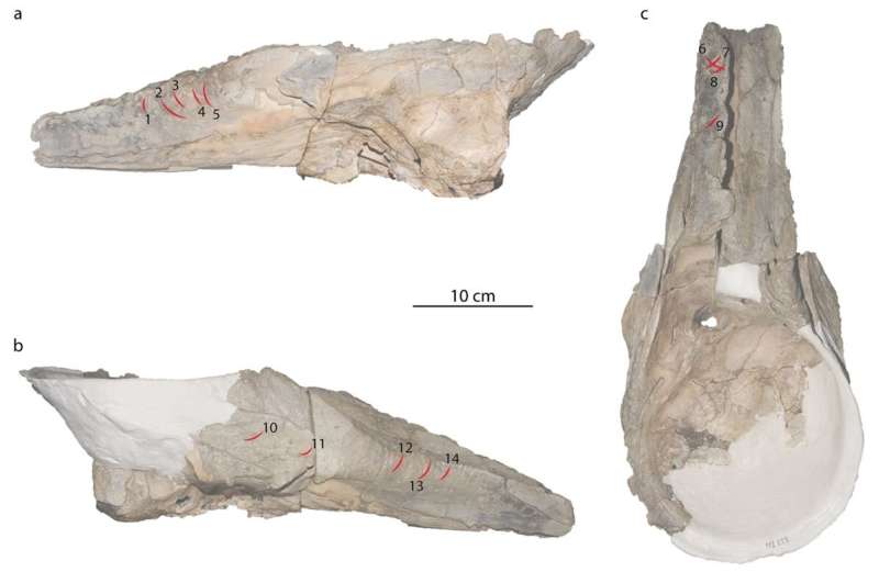 Bite marks on ancient sperm whale relatives suggest sharks used them as fat sources