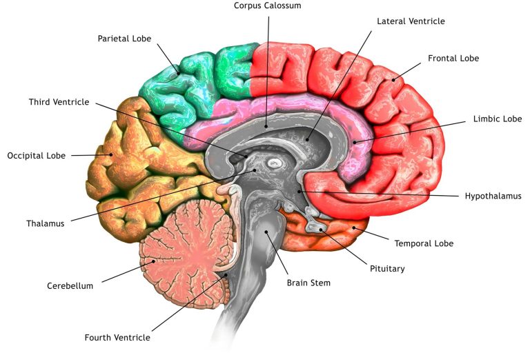 Three Distinct Brain Circuits Contribute to Parkinson’s Symptoms