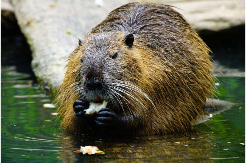 beaver