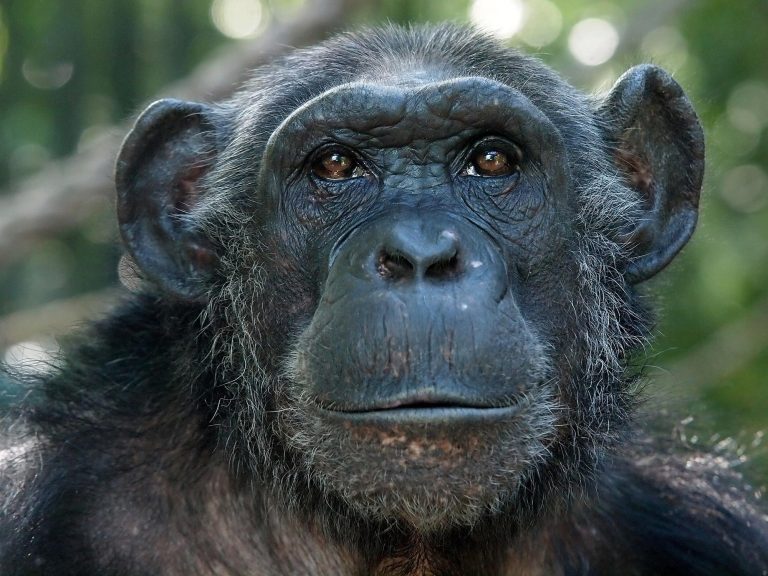 New Method To Pinpoint the Origin of Illegally Traded Chimpanzees