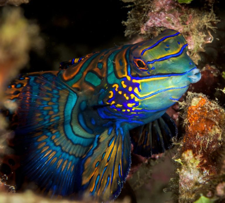 “Ugly” Reef Fish Are Most in Need of Conservation Support Due to Their Ecological Traits and Evolutionary History