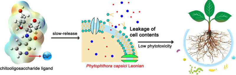 Exploring novel slow-release organic copper fungicides