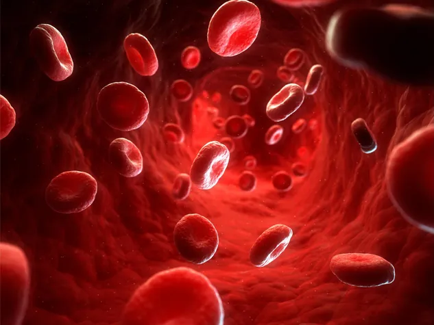 Red Blood Cells Flow in Blood Vessel