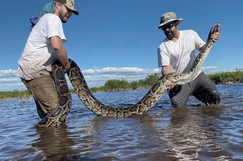 Florida team hauls in 18-foot, 215-pound Burmese python