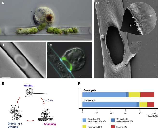 How protists crack the walls of algae